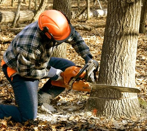 Tree Removal in New Derry, PA
